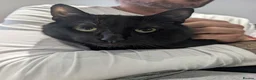 Mixed Breed cats for sale: Shadow tabby he is mixed bengle and short hair in Farnham - Advert 8