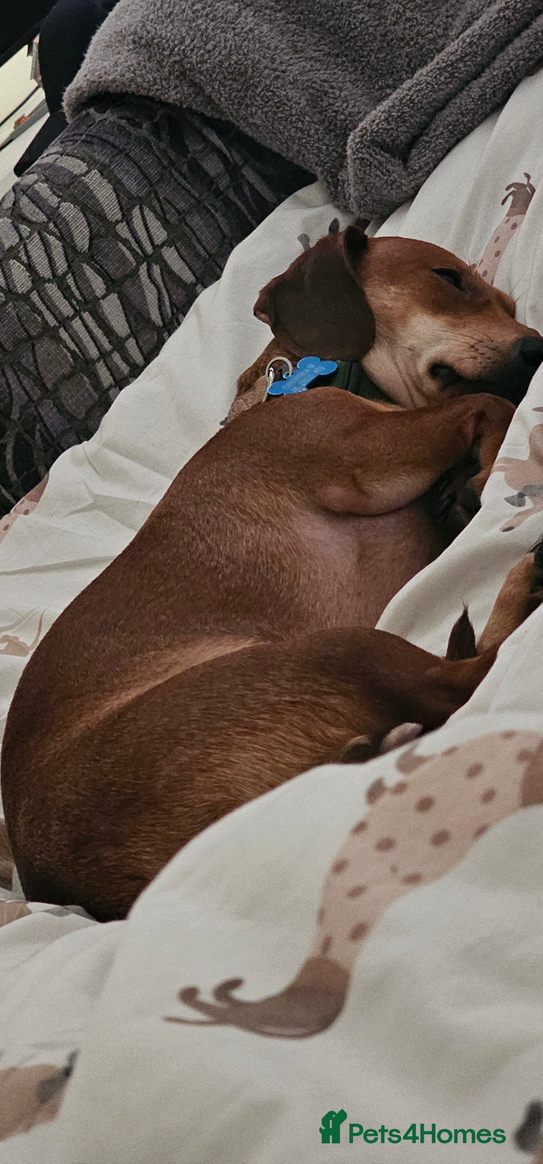 Dachshund dogs for sale: 2 year old named Frank  - Advert 3