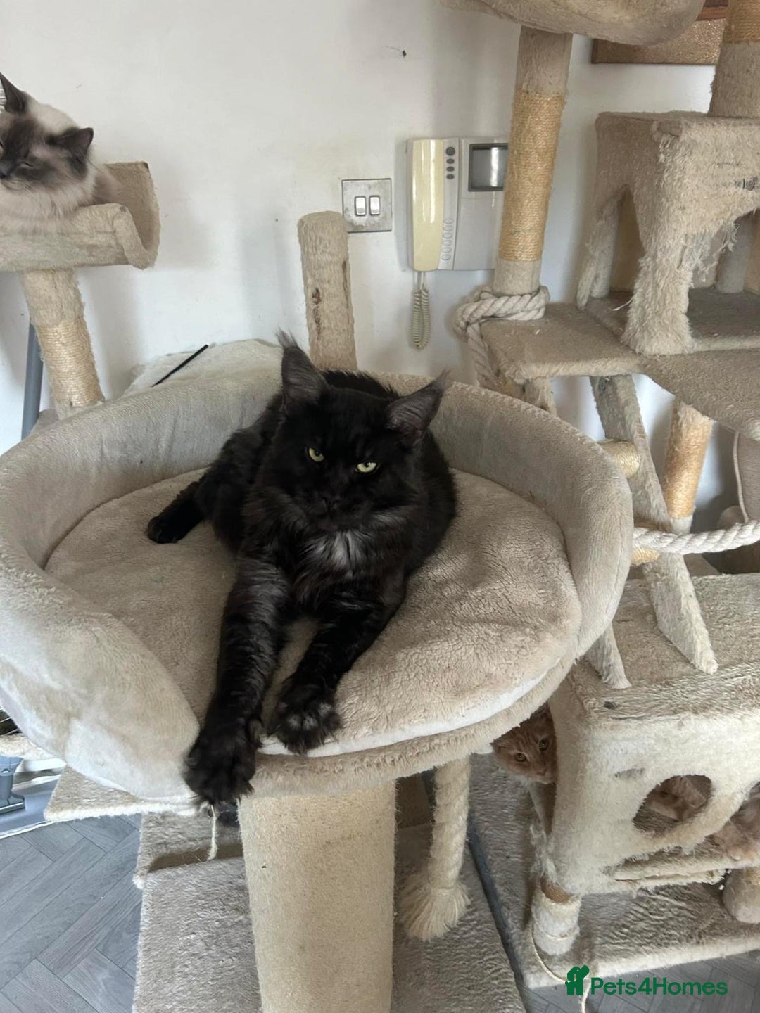 Maine Coon cats for sale: Beautiful Full breed Maine Coon GCCF - Image 1