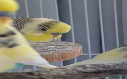 Budgerigars birds for sale: Fully tamed 4 budgies with Cage, accessories,food - Image 28