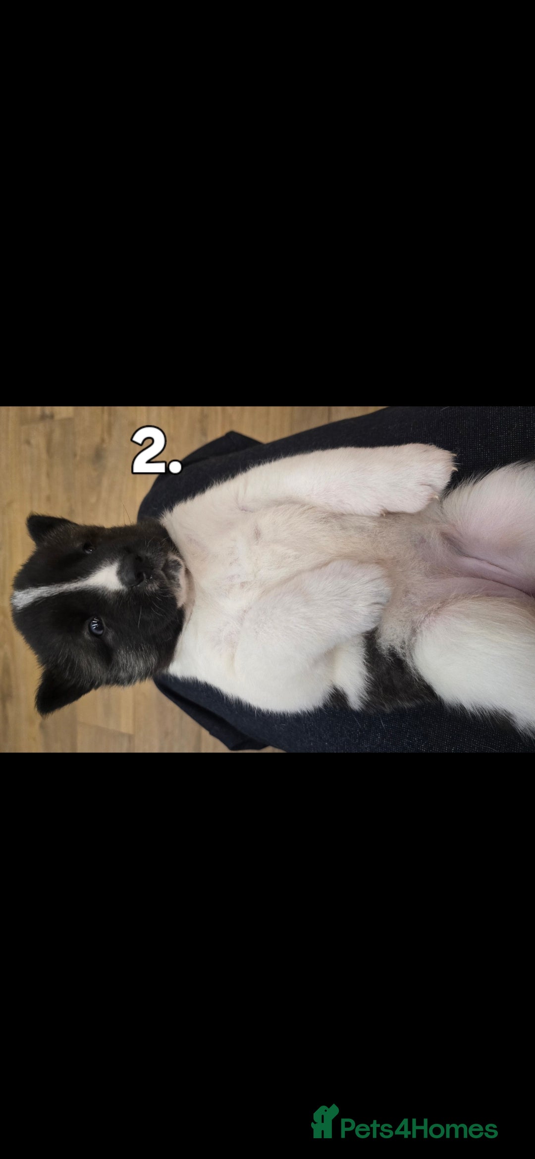 Akita dogs for sale: Gorgeous American Akita Pups for Sale - Advert 22