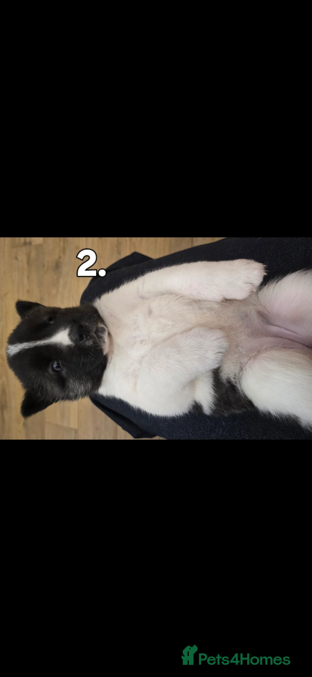 Akita dogs for sale: Gorgeous American Akita Pups for Sale - Advert 28