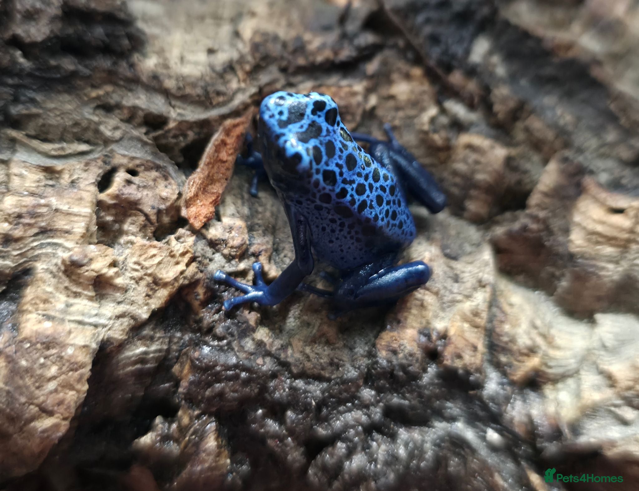 Frog reptiles Blue azureus dart frog - Advert 4