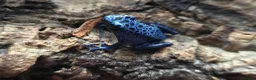 Frog reptiles for sale: Blue azureus dart frog in Bridgwater - Advert 1