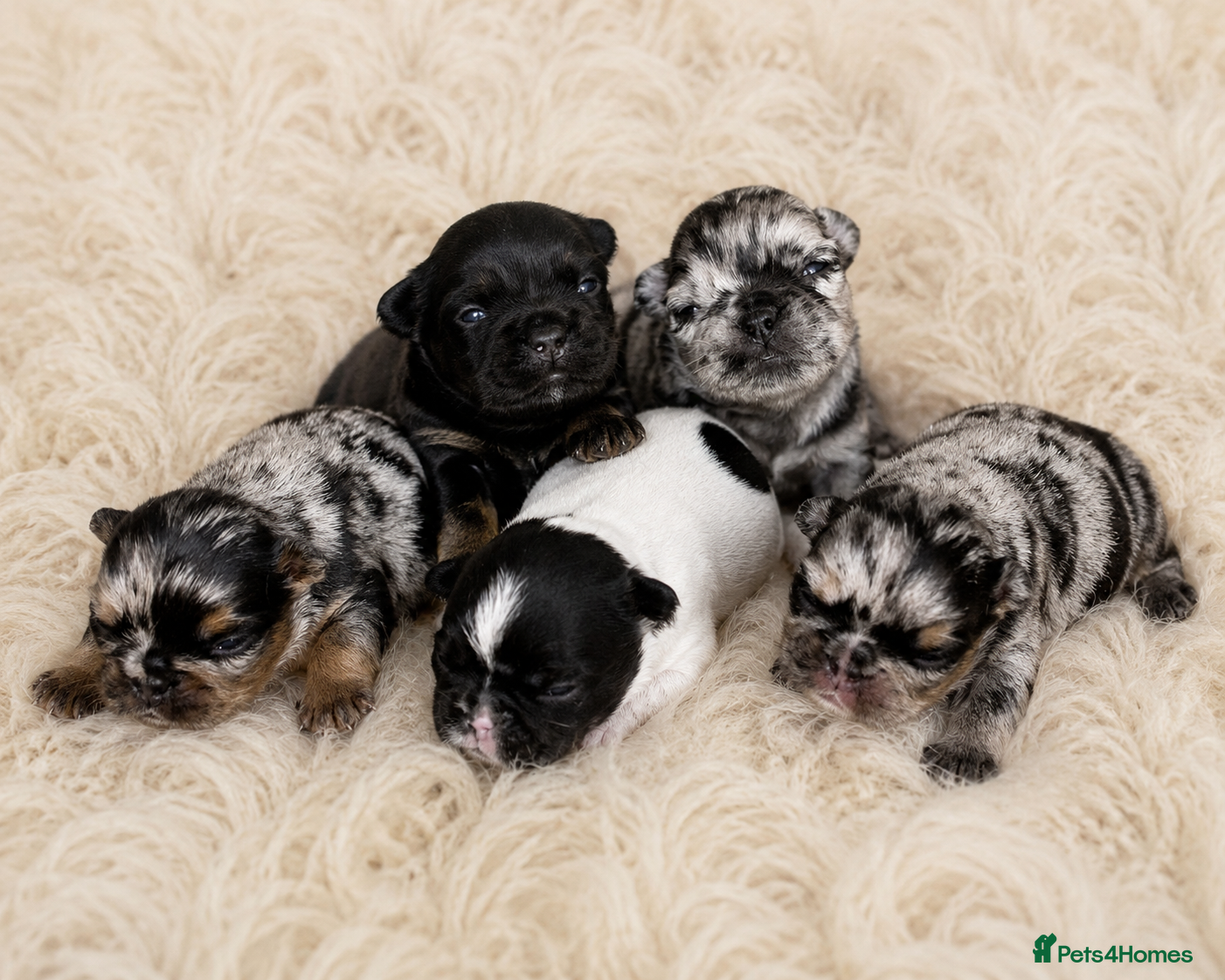 French Bulldog dogs Rare Fluffy French Bulldog Puppies  - Advert 1