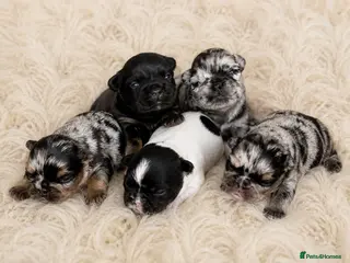 French Bulldog dogs Rare Fluffy French Bulldog Puppies - Advert 1