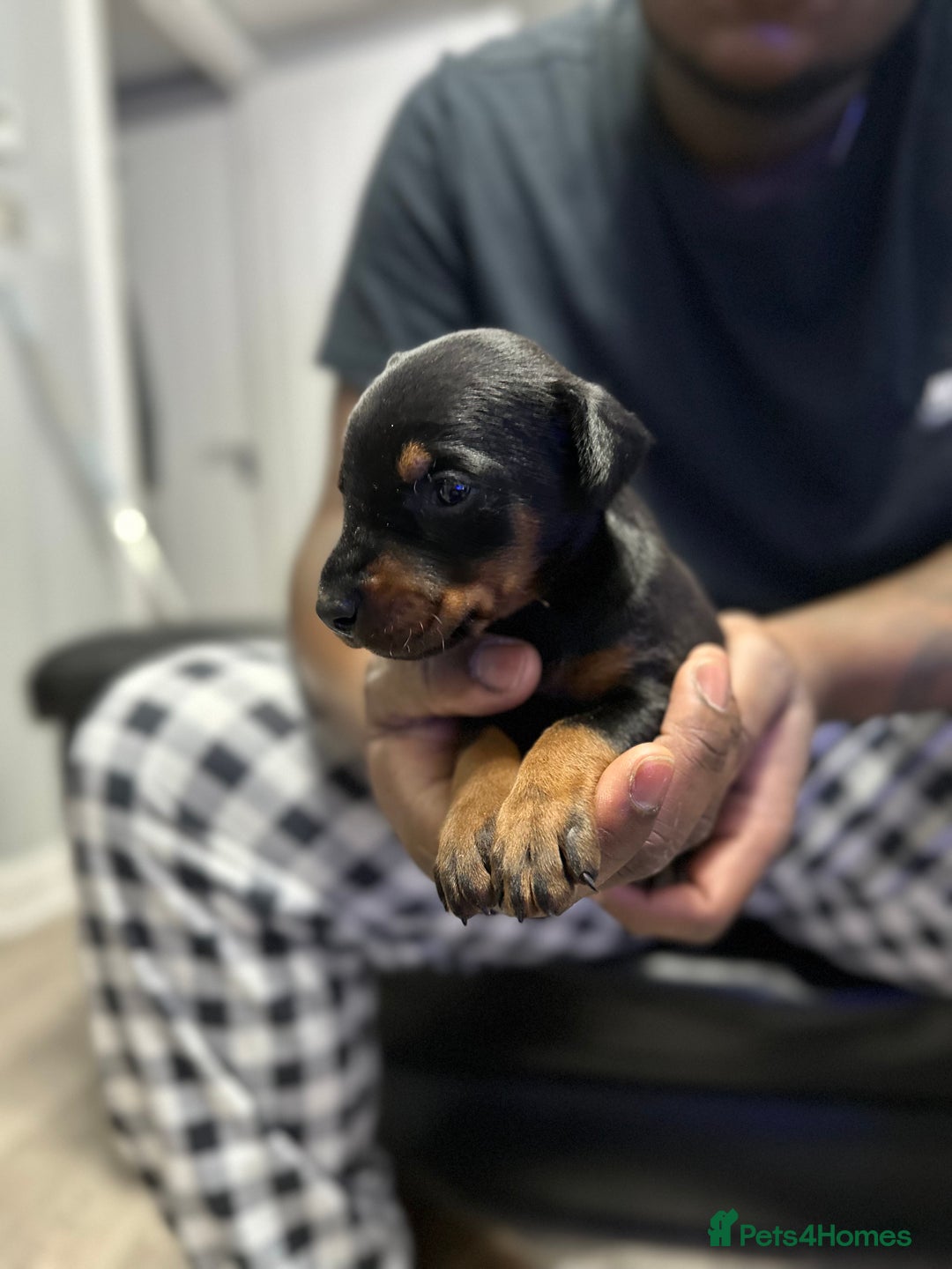 Dobermann dogs for sale: Top quality doberman  - Advert 11