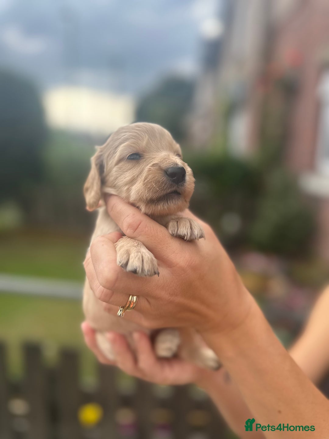 Cockapoo dogs for sale: Stunning f1b cockapoo puppies!!  - Image 29