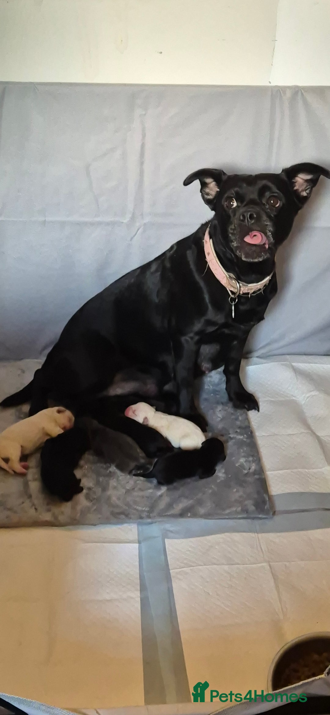 Mixed Breed dogs for sale: Labrador/french bulldog pups - Advert 8