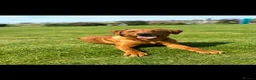 Labrador Retriever dogs for sale: 🐾 FOX RED LABRADOR PUPPIES 🐾 - Advert 1
