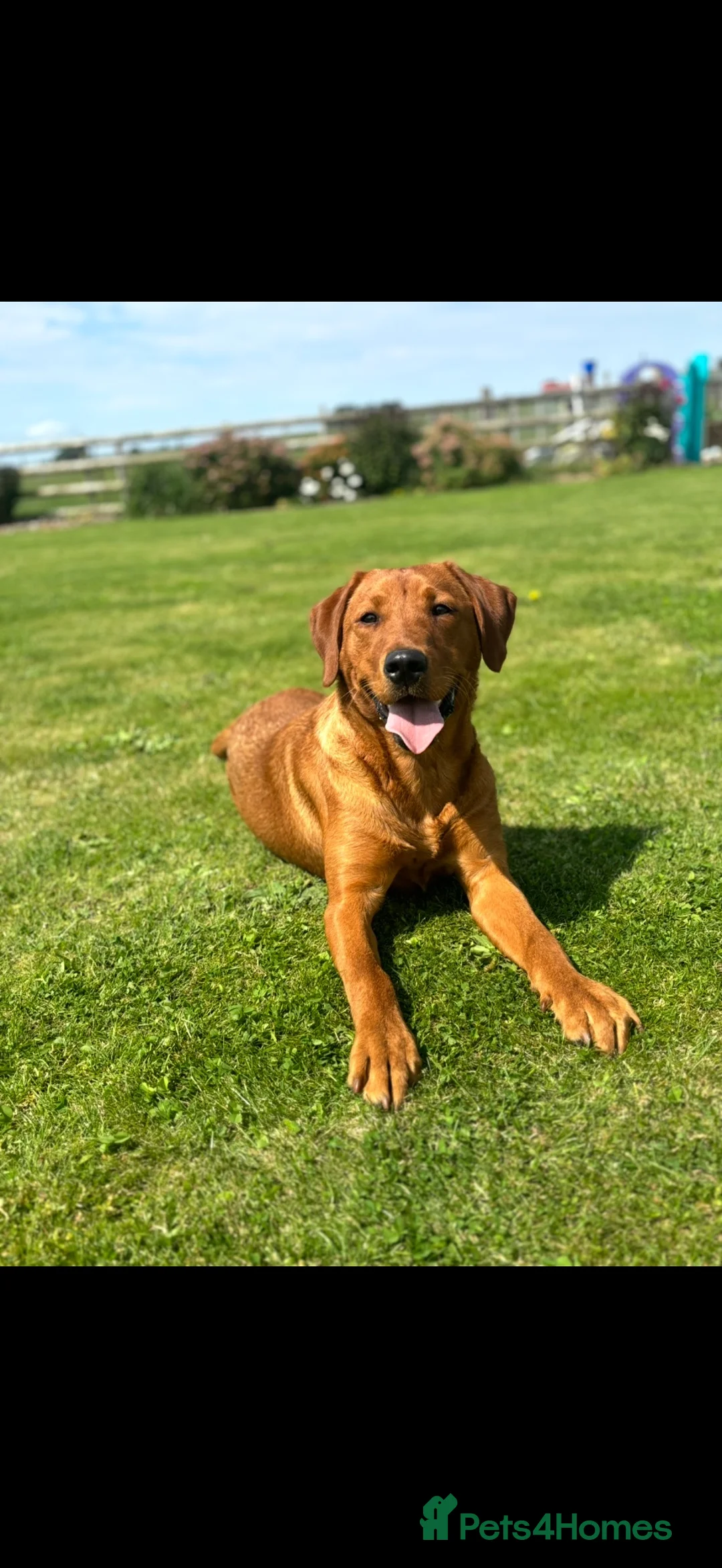 Labrador Retriever dogs for sale: 🐾 FOX RED LABRADOR PUPPIES 🐾 - Advert 1