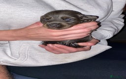Dachshund dogs for sale: Long haired  - Image 4