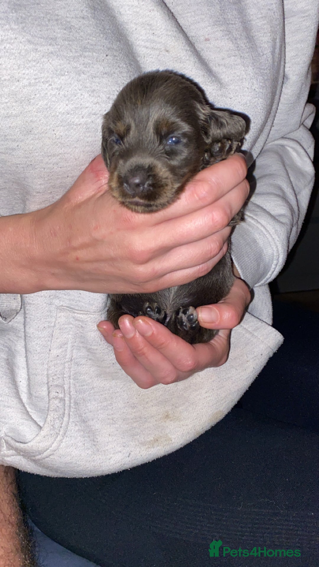 Dachshund dogs for sale: Long haired  - Image 4