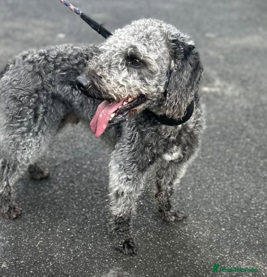 Mixed Breed dogs for sale: GENUINE BEDDY WHIPPETS 2 BOYS LEFT - Advert 3