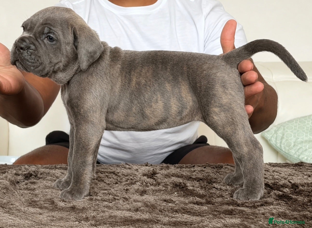 Cane Corso dogs Exceptional pedigree puppies- 3 females - Advert 1