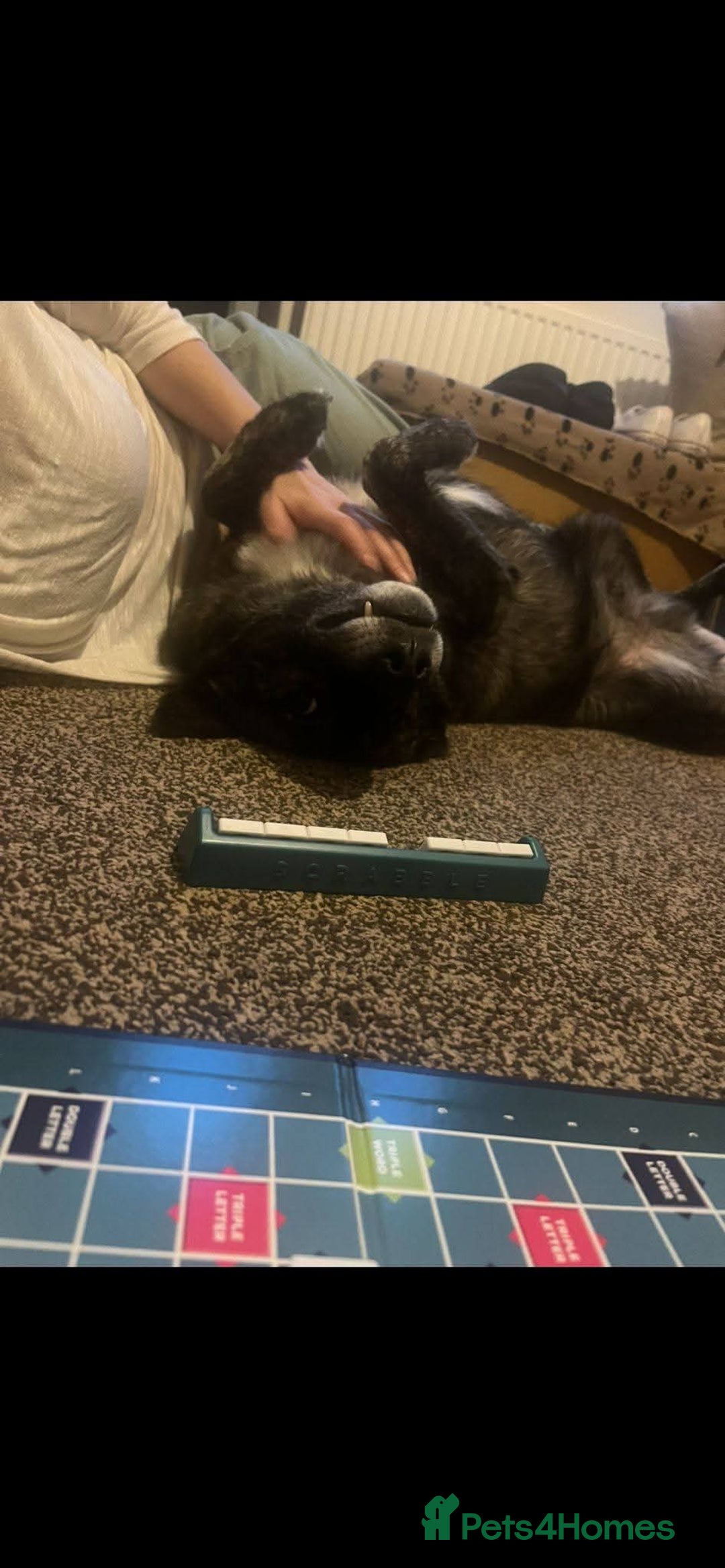 Mixed Breed dogs for adoption: Meet Bernie, currently residing in Cheshire  - Advert 7