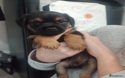 Border Terrier dogs for sale: Border terrier pups  - Image 9