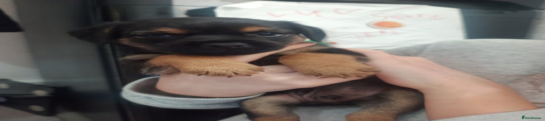 Border Terrier Puppy 3