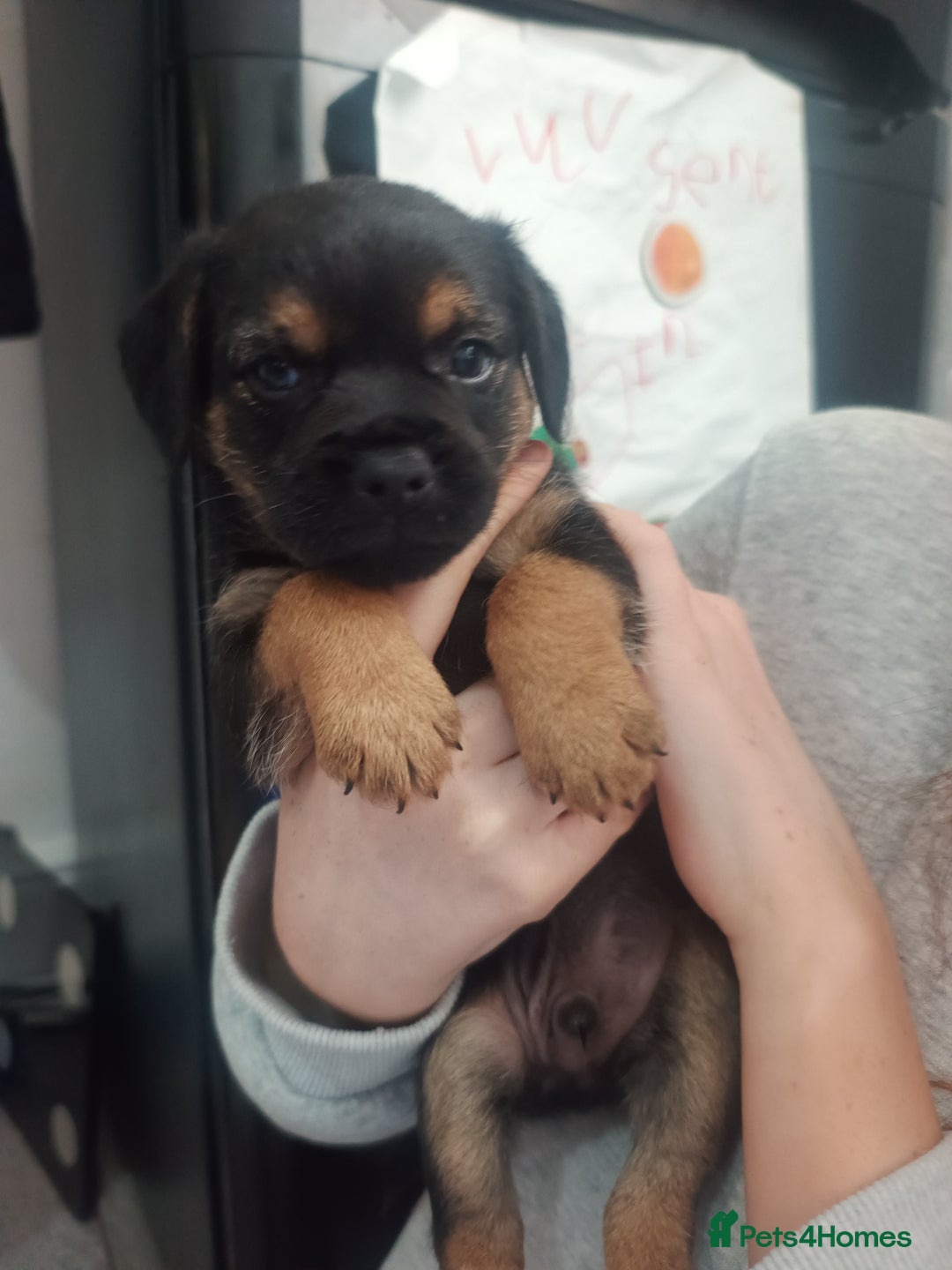 Border Terrier dogs for sale: Border terrier pups  - Image 9