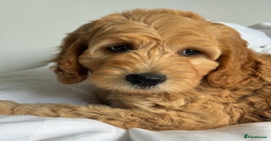 Australian Labradoodle dogs in Northolt - Advert 1