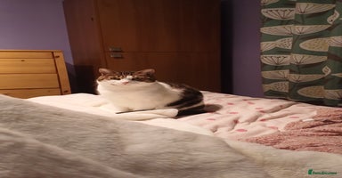 Mixed Breed cats - Advert 3
