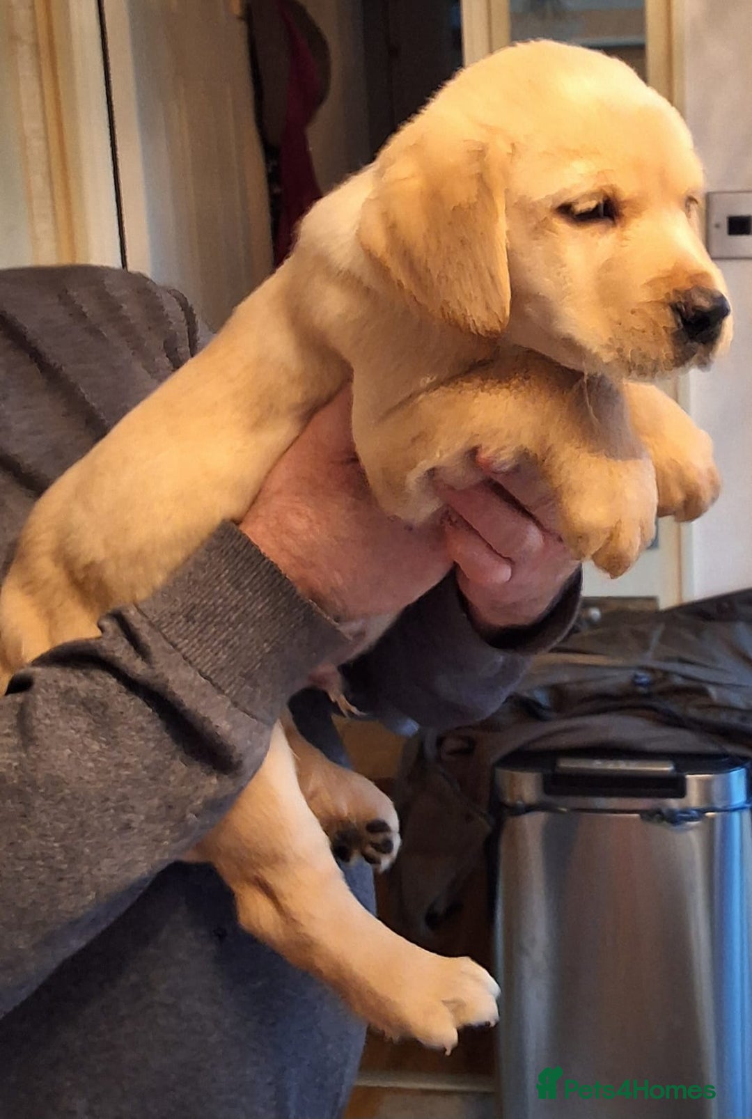 Goldador dogs for sale: Goldador puppies  - Advert 21