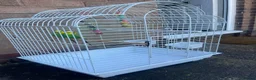 Budgerigars birds for sale: Selling Buggies  parrots with cage & Acessories. - Advert 6