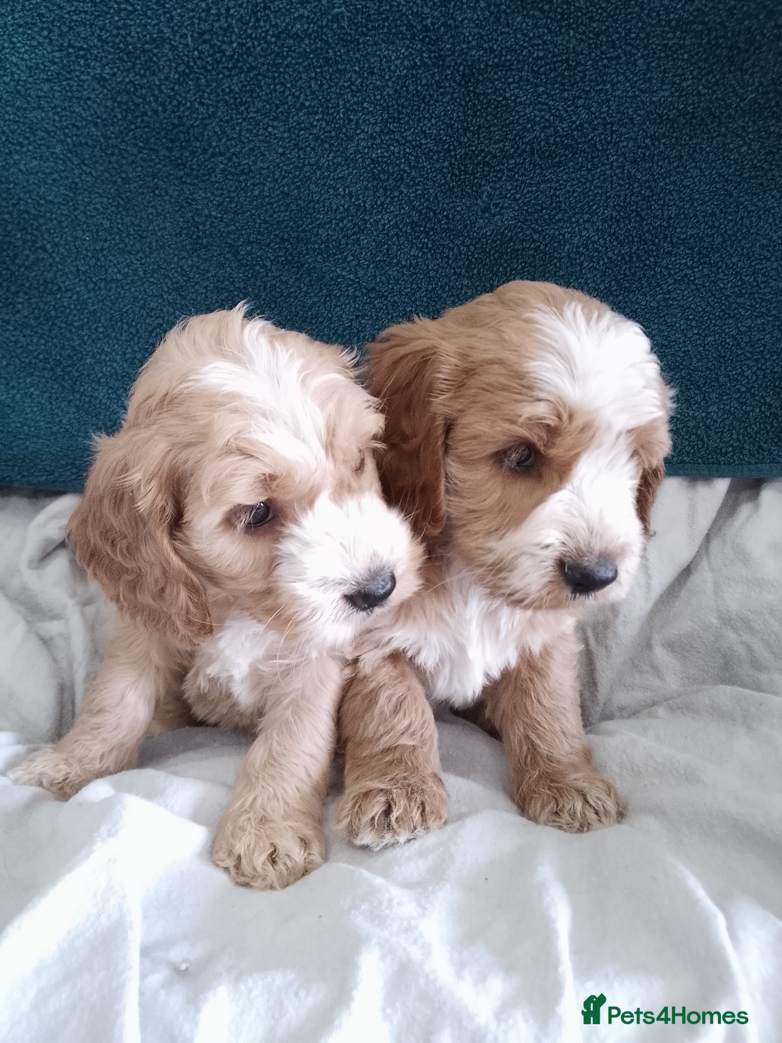 Cockapoo dogs Stunning cockapoos - Advert 3