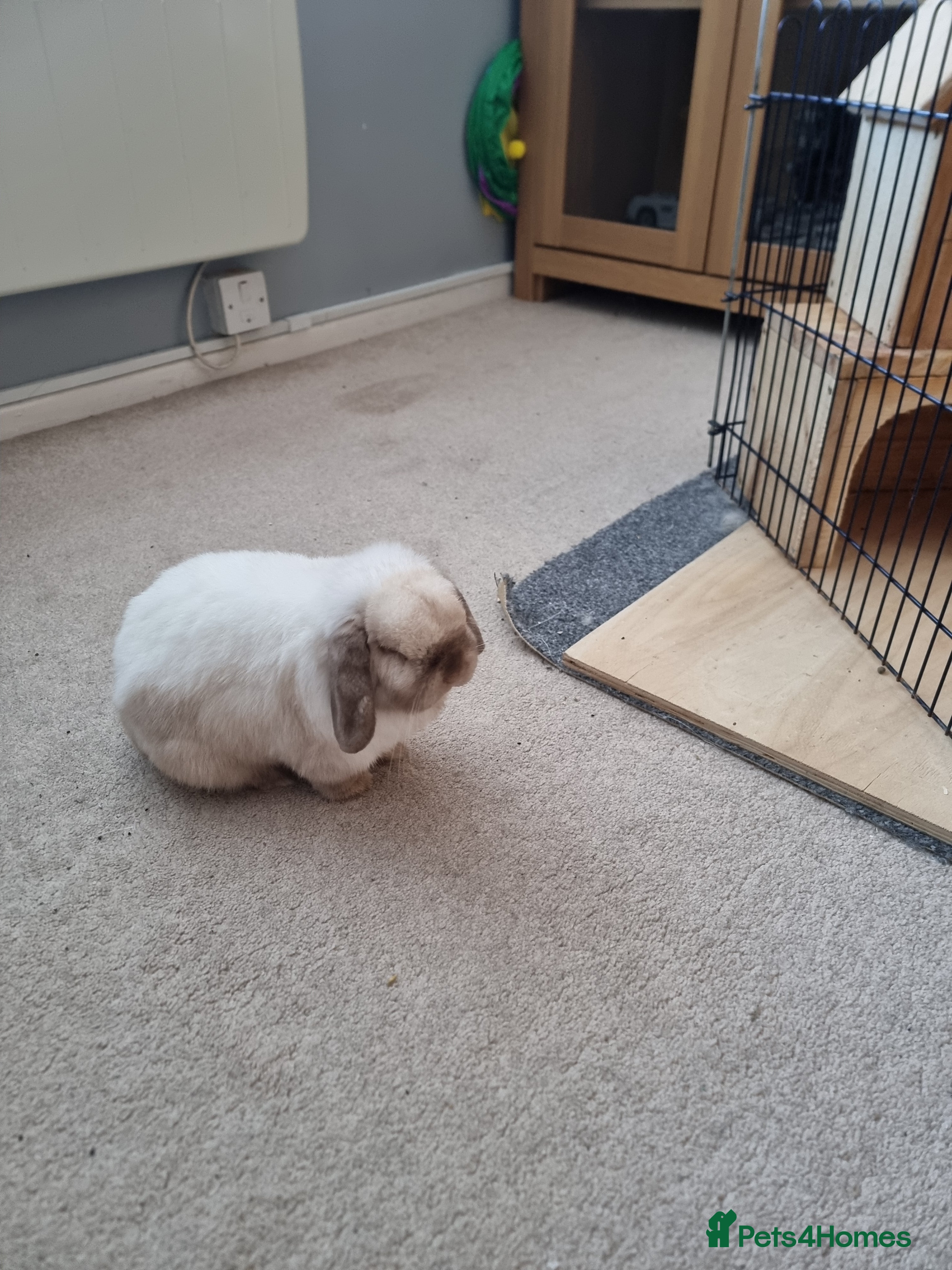 Mini Lop rabbits Beautiful friendly male mini lop - Advert 1