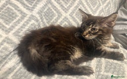 Maine Coon cats for sale: Chocolate main coons - Image 17