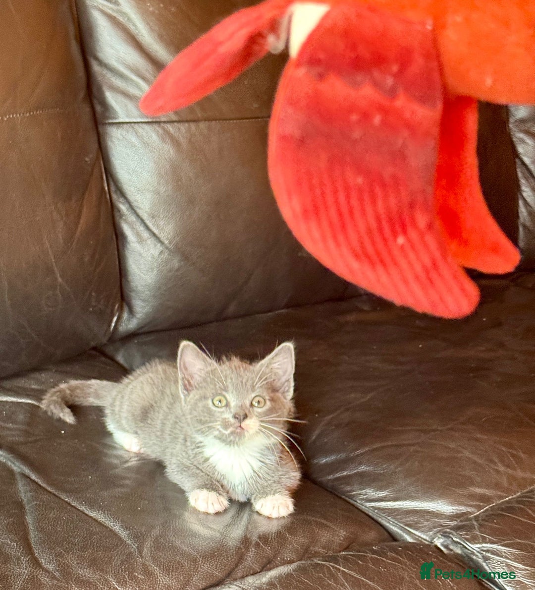 British Shorthair cats for sale: 5 adorable kittens  - Image 10
