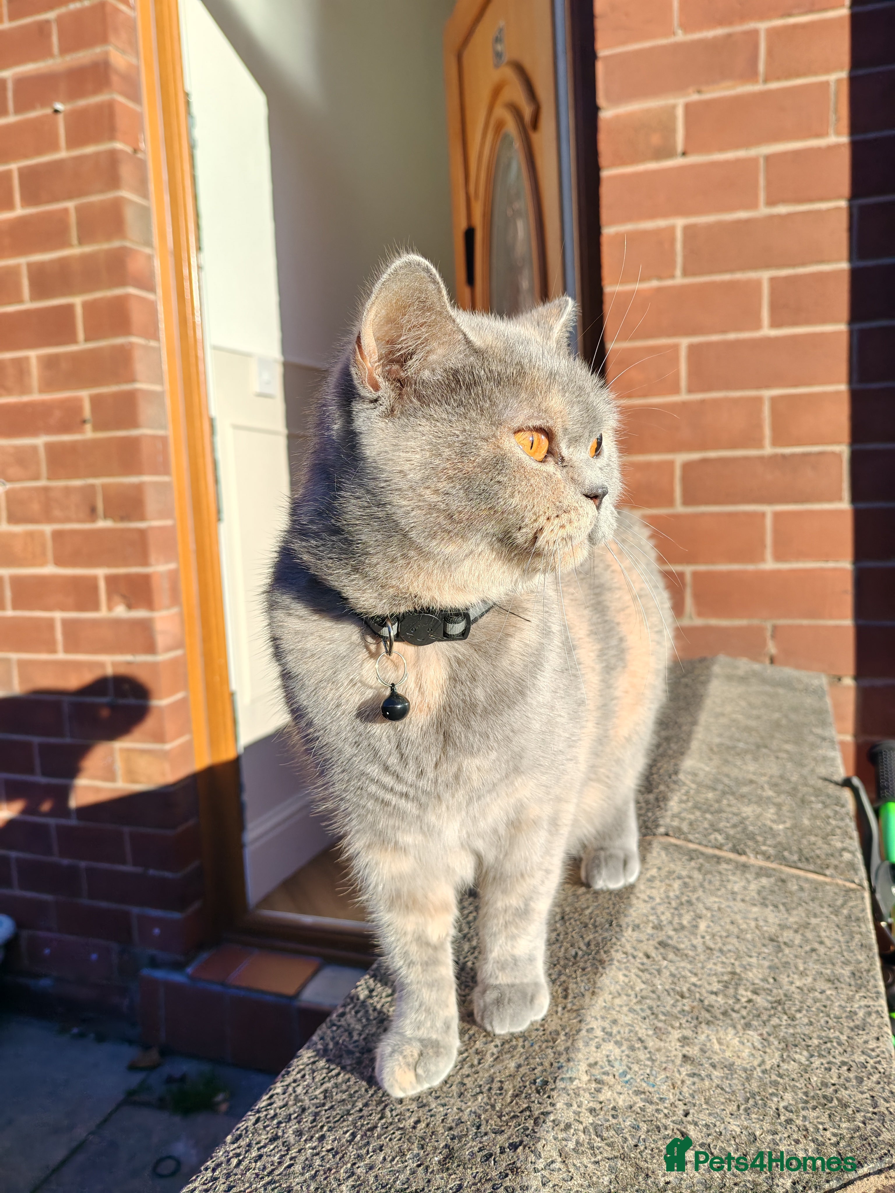 British Shorthair cats 2 year old British short hair  - Advert 12