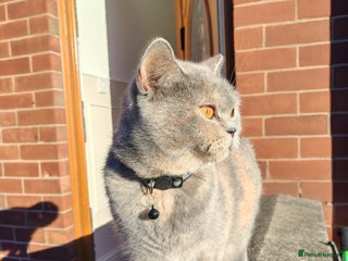 British Shorthair cats 2 year old British short hair - Advert 18