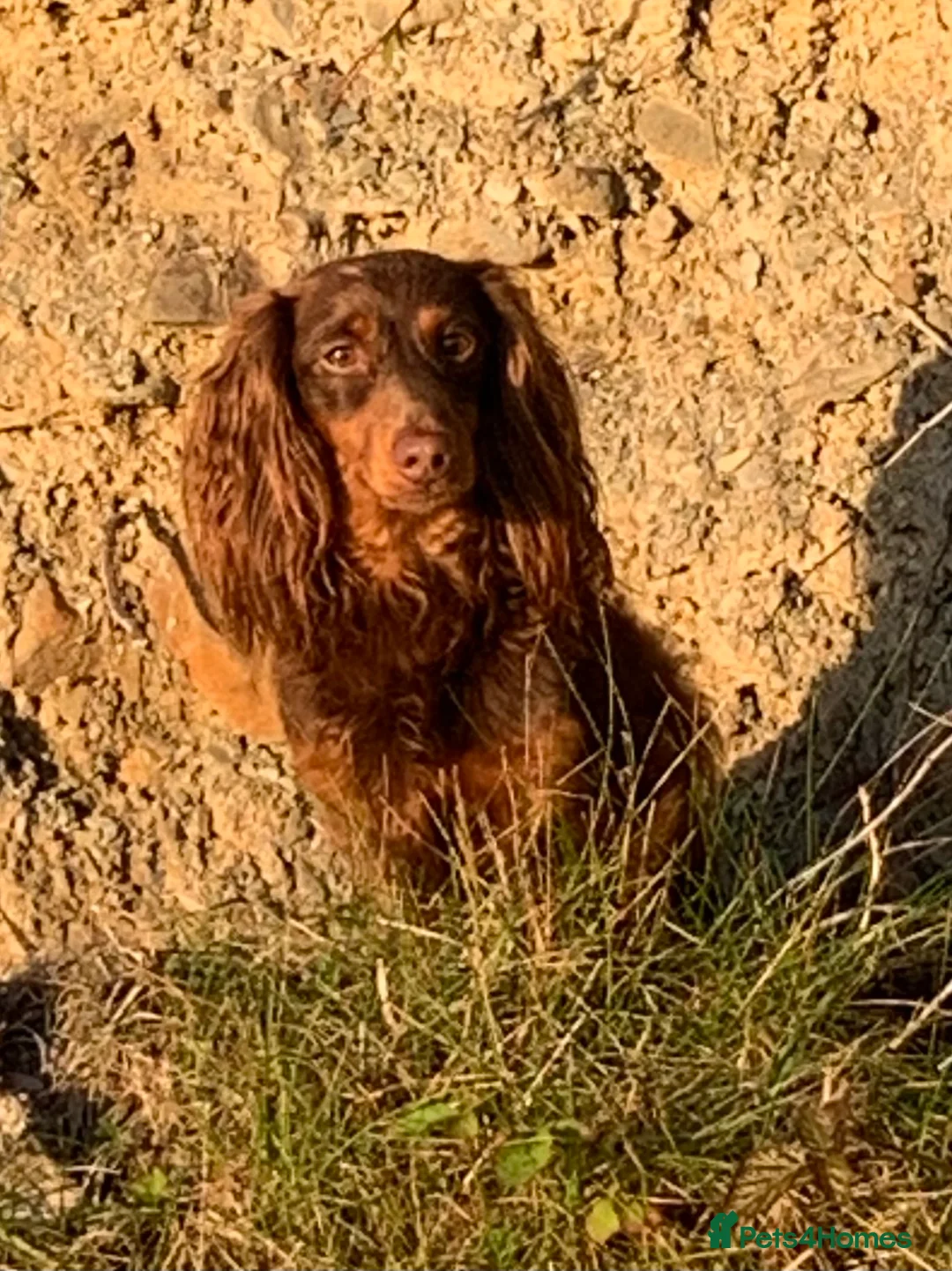 Miniature Dachshund dogs for stud: Rolo the long haired dachshund  in Pentre - Advert 12