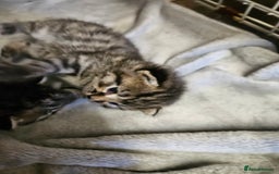 Mixed Breed cats for sale: Four beautiful kittens Ready to go - Image 7