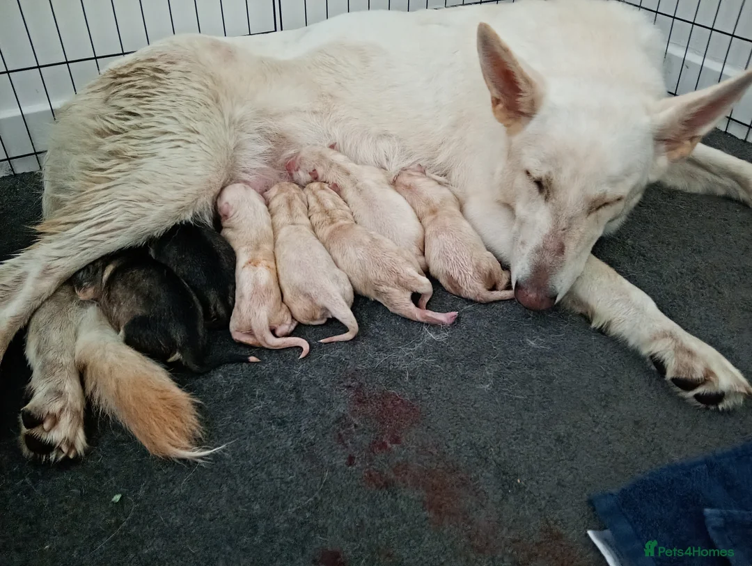 Shepsky dogs for sale: Beautiful shepsky pups in Aberdeen - Advert 2