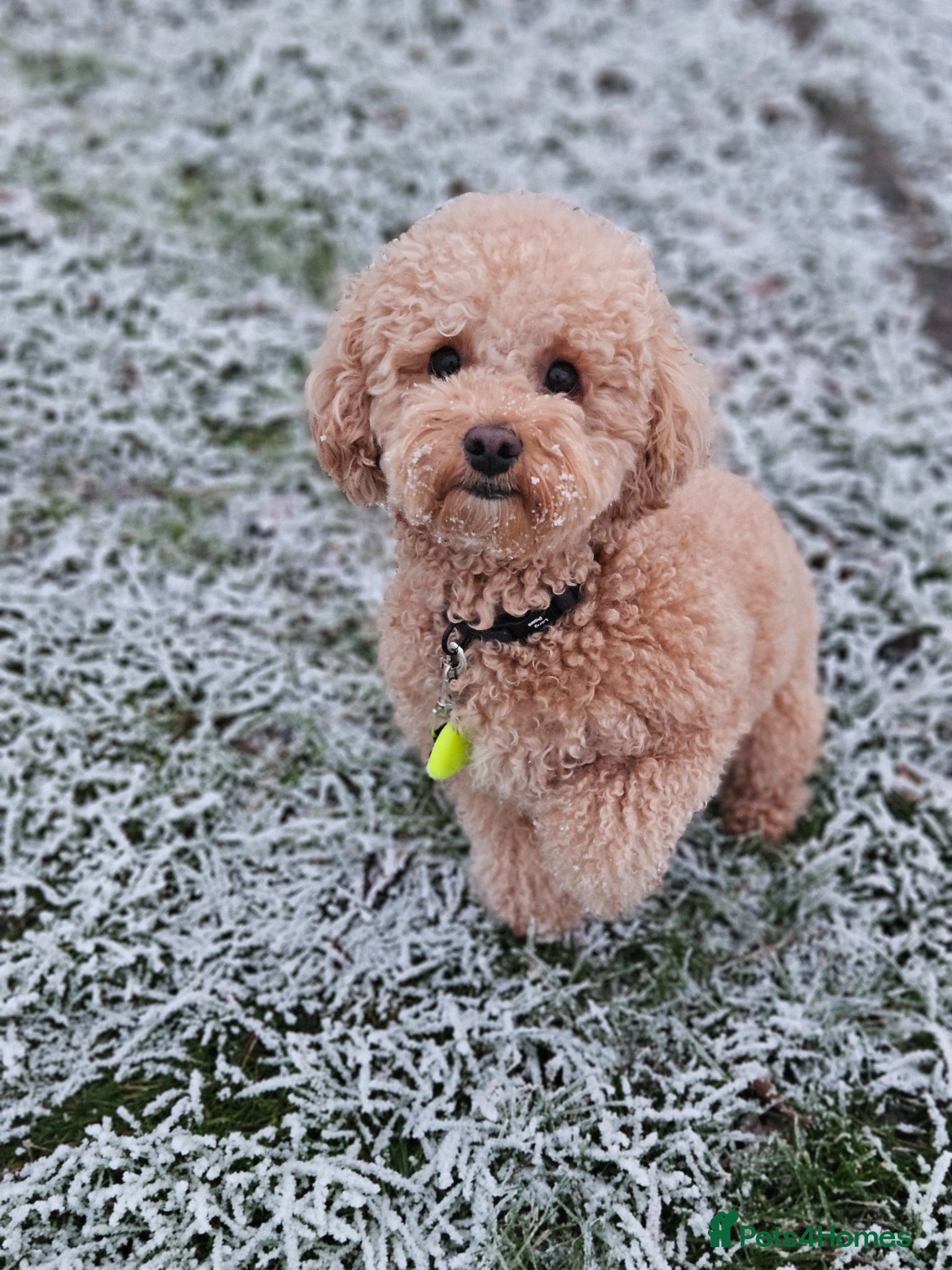 Maltipoo dogs F1b Maltipoo- 3 boys available - Advert 1