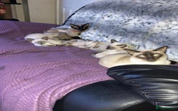 Siamese cats for sale: Blue point Siamese boy - Image 4