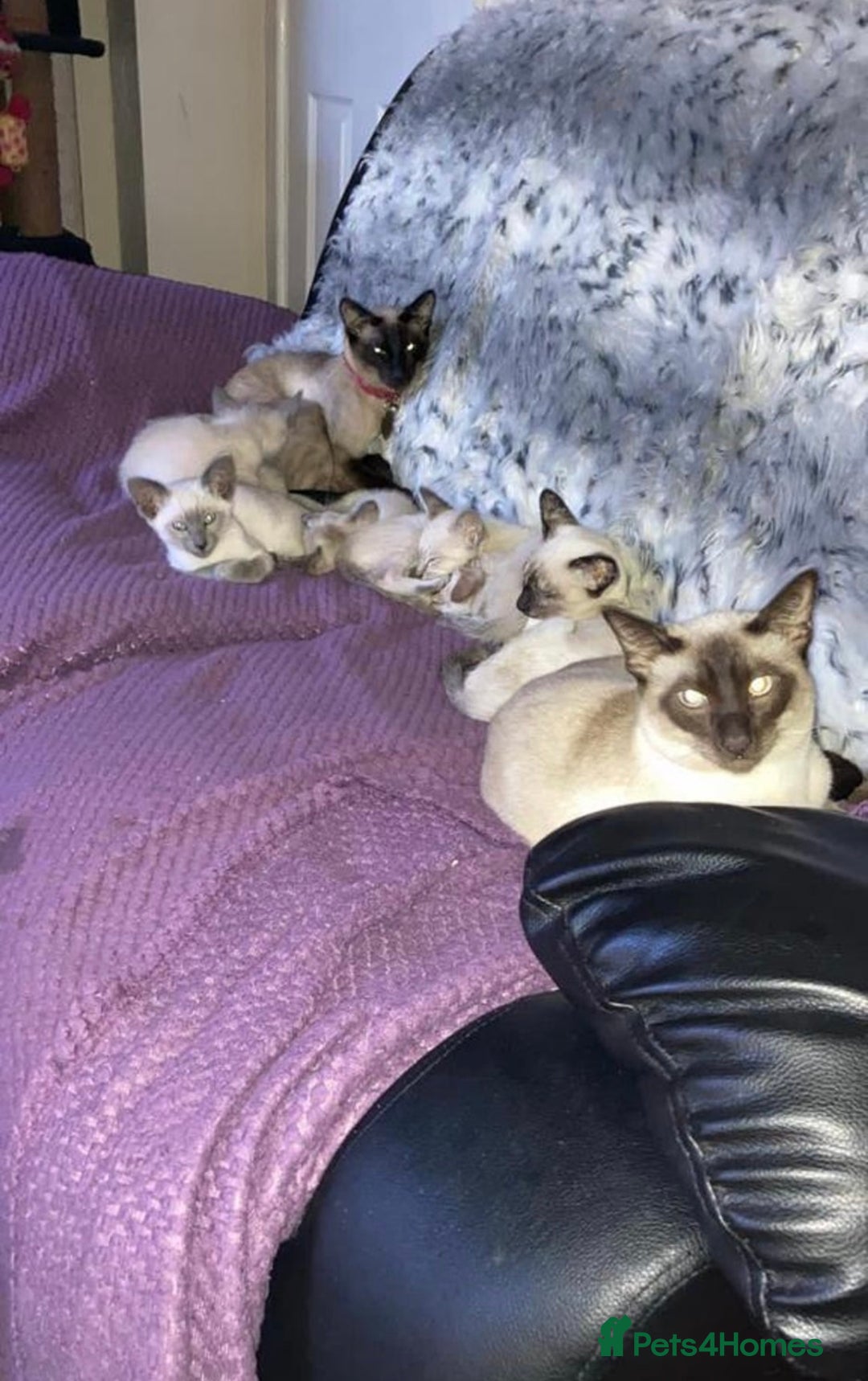 Siamese cats for sale: Blue point Siamese boy - Image 4
