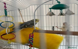 Budgerigars birds for sale: 1 blue and yellow and 1 white and blue budgies - Image 2