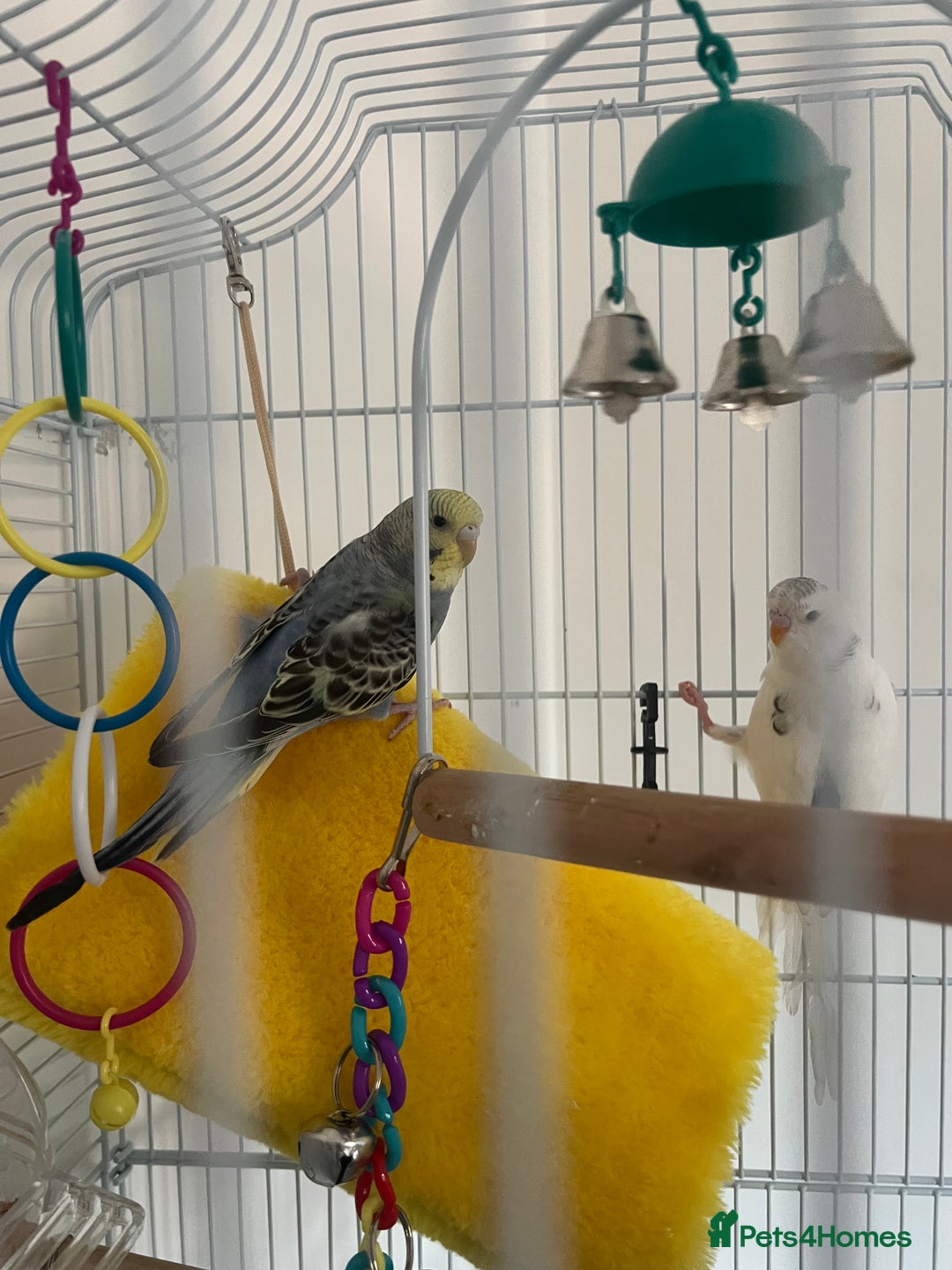 Budgerigars birds for sale: 1 blue and yellow and 1 white and blue budgies - Image 2