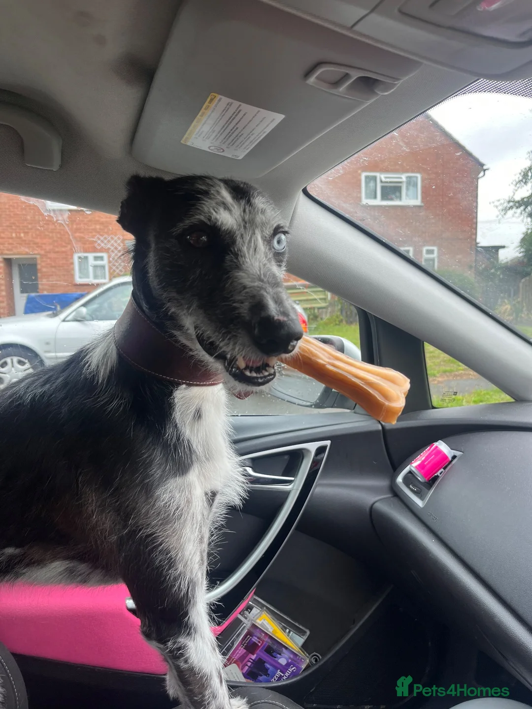 Lurcher dogs for sale: Indie & Murphy’s Love Story – The Next Chapter 🐾 - Advert 2