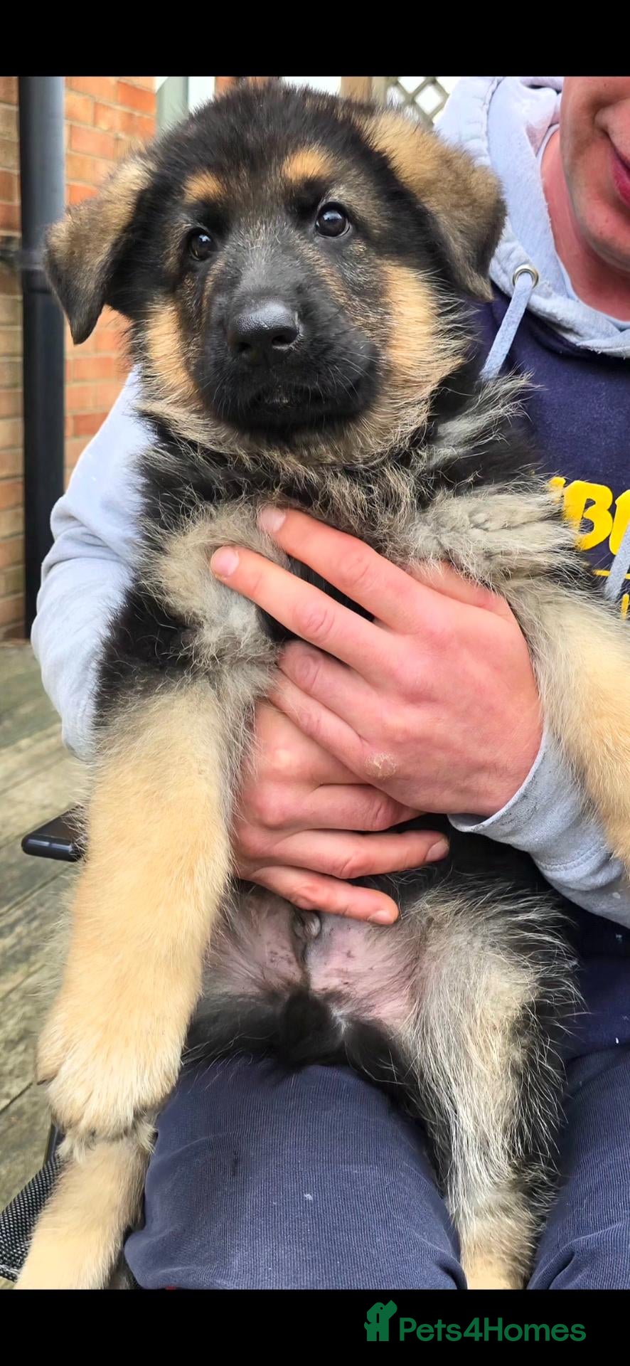 German Shepherd dogs  BEAUTIFUL GERMAN SHEPHERD PUPPIES - Advert 2