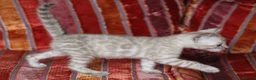 Bengal cats for sale: Outstanding Bengal kittens , European champion dad - Advert 13