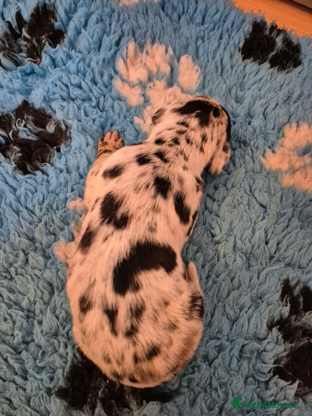 Great Dane dogs for sale: Pedigree Great Dane babies  - Advert 7