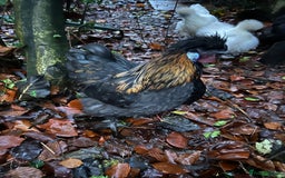 Chickens poultry for sale: Beautiful boys need forever homes - Image 2