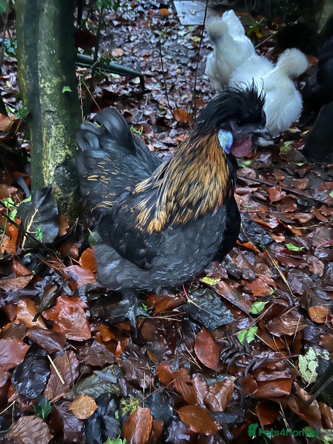 Chickens poultry for sale: Beautiful boys need forever homes - Image 2