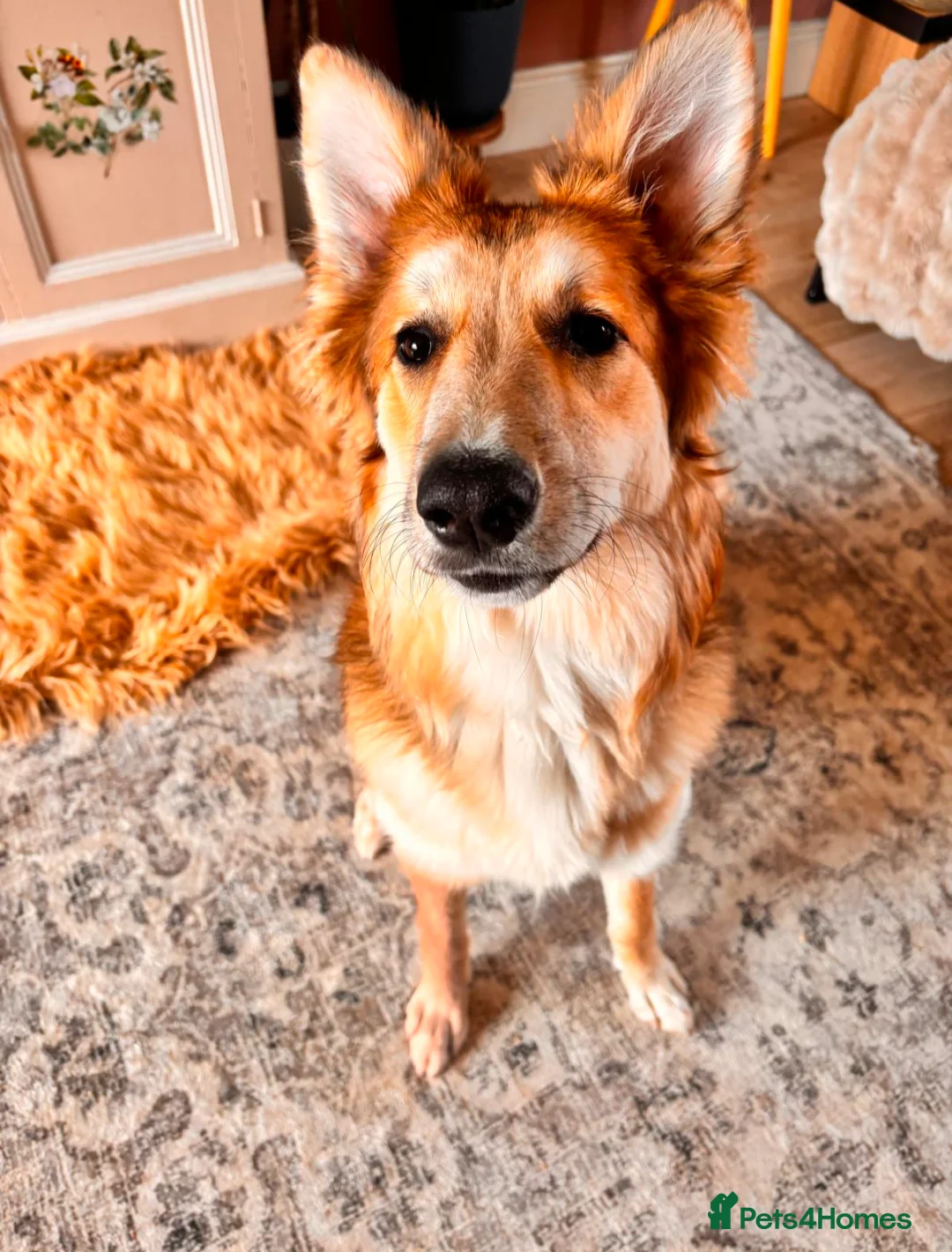 Shepsky dogs for sale: Stunning Shepsky female  - Advert 8