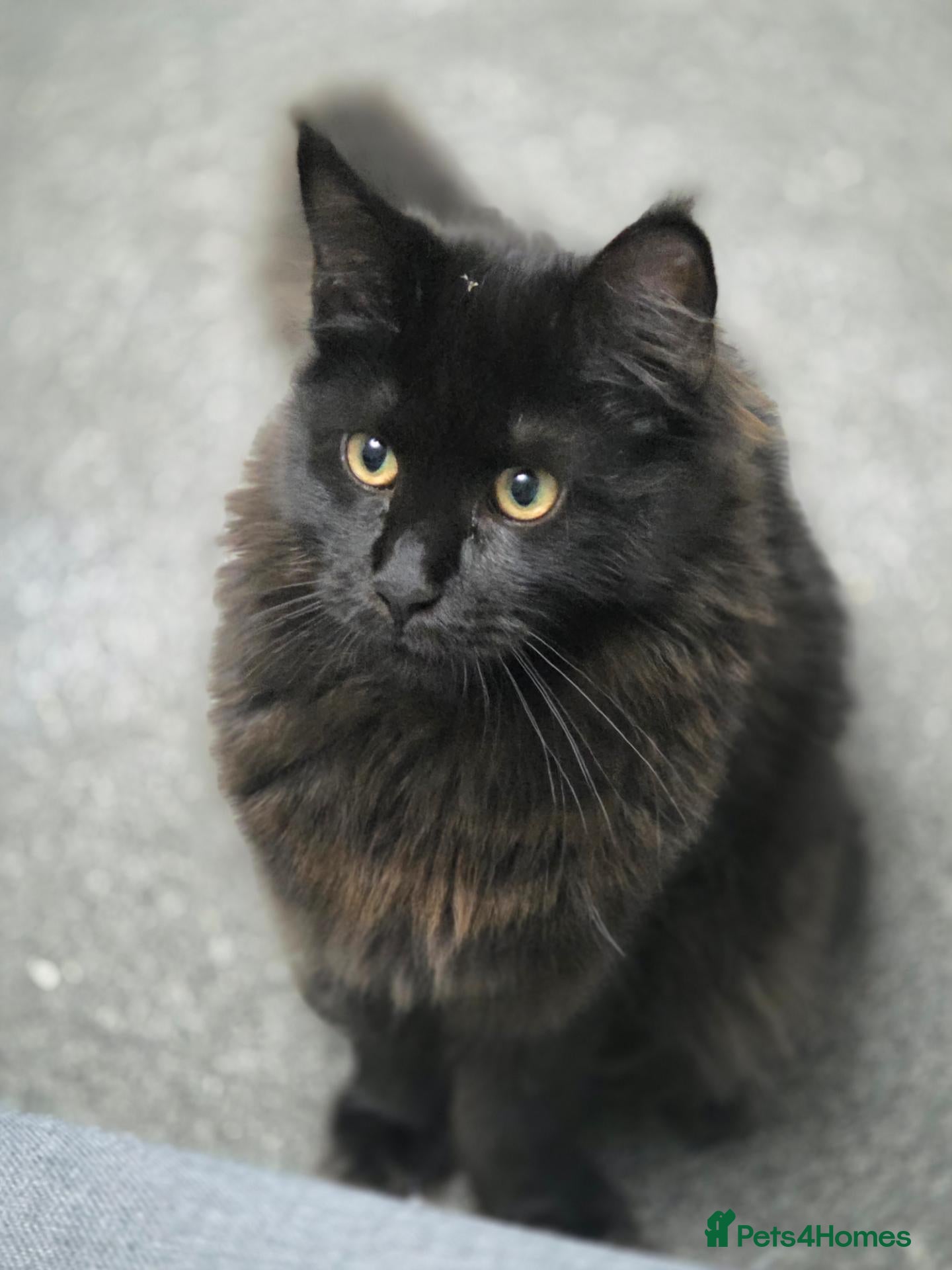 Maine Coon cats for sale: Stunning Lady Maine Coon TICA registered  - Advert 1