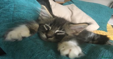 Maine Coon cats - Advert 16